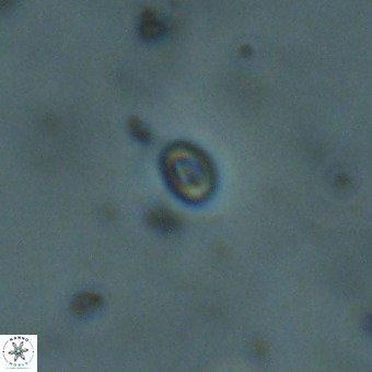 Neobiscutum parvulum VR 00400
