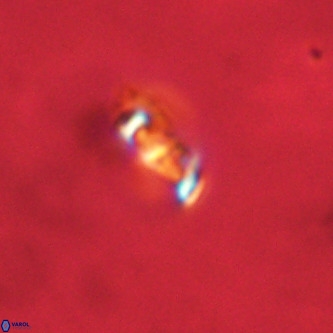 Neochiastozygus concinnus VR 00932