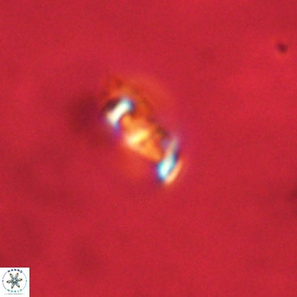 Neochiastozygus concinnus VR 00932