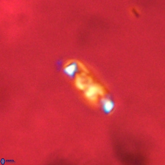Neochiastozygus concinnus VR 00944