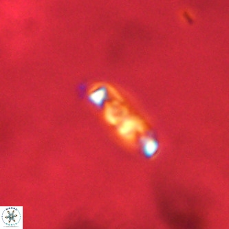 Neochiastozygus concinnus VR 00944