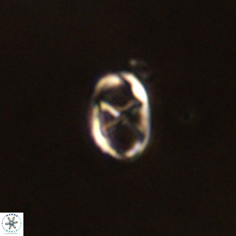 Neochiastozygus concinnus VR 00947
