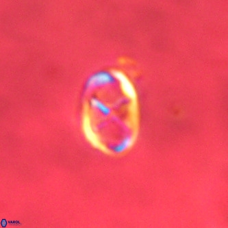 Neochiastozygus concinnus VR 00948