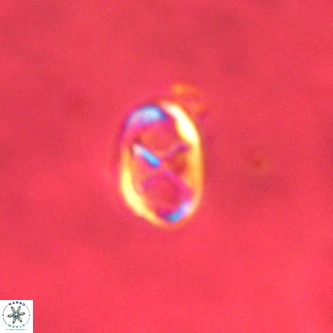 Neochiastozygus concinnus VR 00948