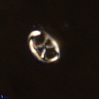 Neochiastozygus concinnus VR 00949