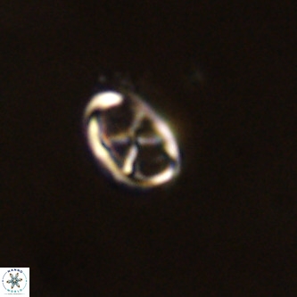 Neochiastozygus concinnus VR 00949