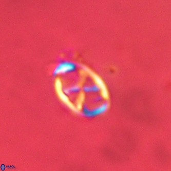 Neochiastozygus concinnus VR 00954