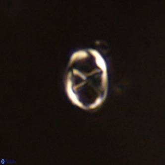 Neochiastozygus concinnus VR 00955