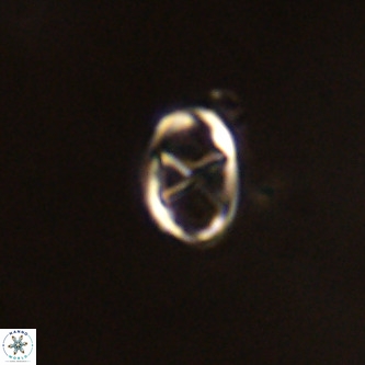Neochiastozygus concinnus VR 00955