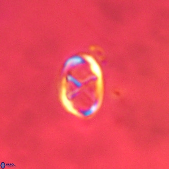 Neochiastozygus concinnus VR 00956