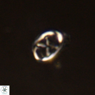 Neochiastozygus concinnus VR 00957