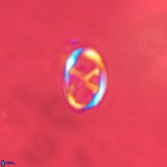 Neochiastozygus concinnus VR 00964