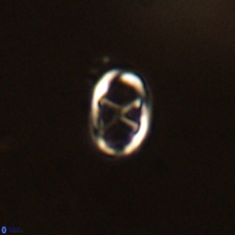 Neochiastozygus concinnus VR 00961