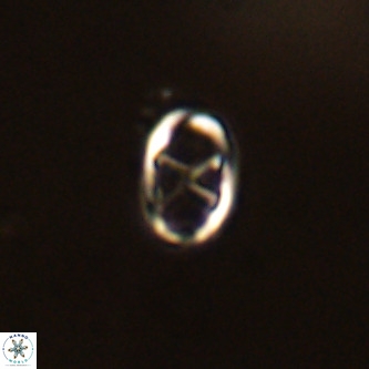 Neochiastozygus concinnus VR 00961