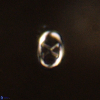Neochiastozygus concinnus VR 00963