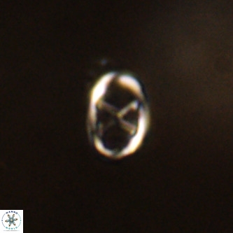 Neochiastozygus concinnus VR 00963