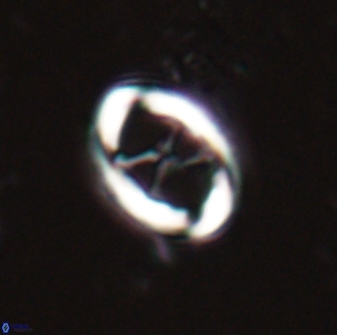 Neochiastozygus chiastius 23328