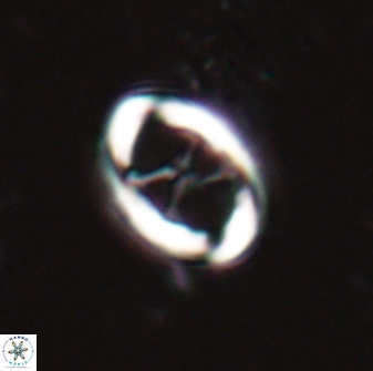 Neochiastozygus chiastius 23328