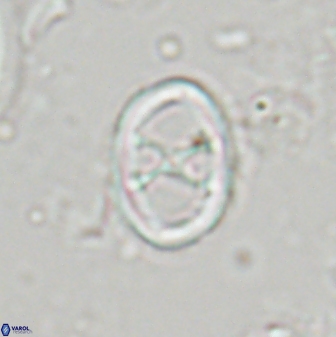 Neochiastozygus chiastius 23335