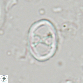 Neochiastozygus chiastius 23335
