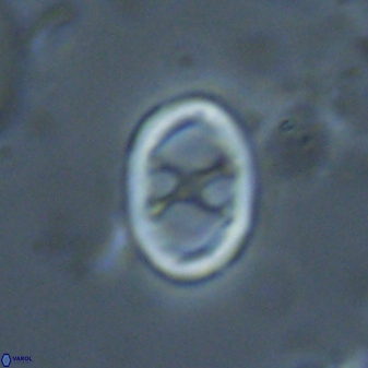 Neochiastozygus chiastius 23336