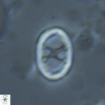 Neochiastozygus chiastius 23336