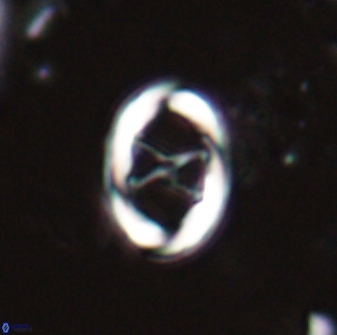 Neochiastozygus chiastius 23330