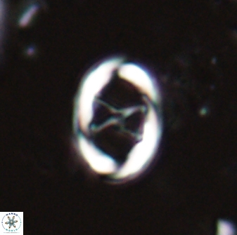 Neochiastozygus chiastius 23330