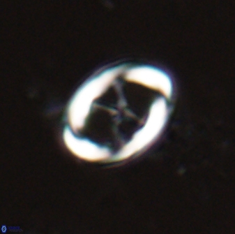 Neochiastozygus chiastius 23333