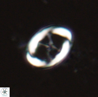 Neochiastozygus chiastius 23333