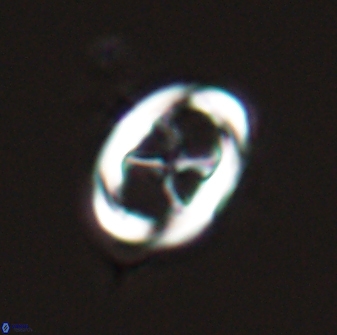 Neochiastozygus chiastus 25278