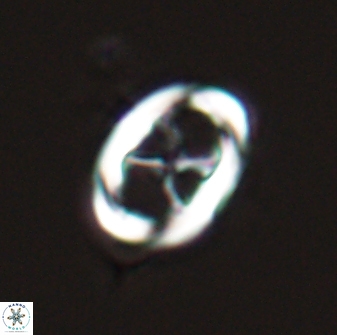 Neochiastozygus chiastus 25278