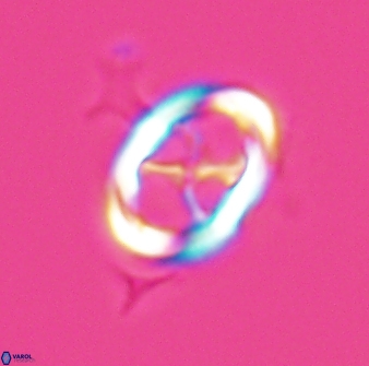 Neochiastozygus chiastus 25279