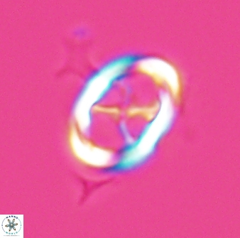 Neochiastozygus chiastus 25279