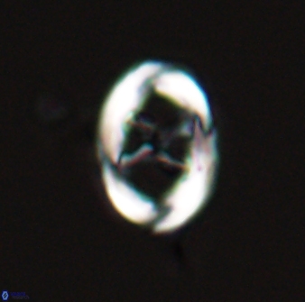 Neochiastozygus chiastus 25281