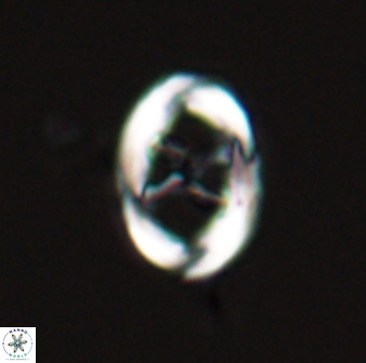 Neochiastozygus chiastus 25281