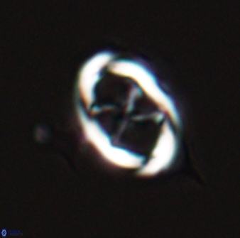 Neochiastozygus chiastus 25282