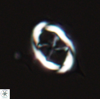 Neochiastozygus chiastus 25282