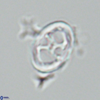 Neochiastozygus chiastus 25284