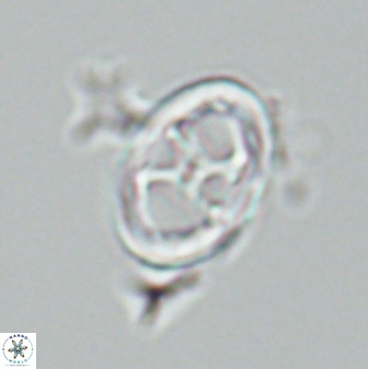 Neochiastozygus chiastus 25284