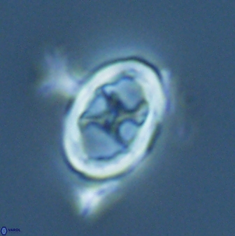 Neochiastozygus chiastus 25286