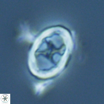 Neochiastozygus chiastus 25286