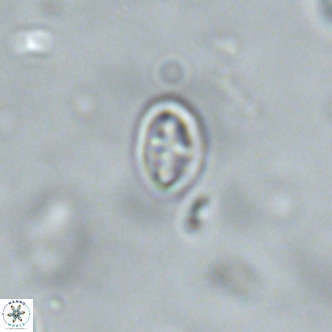 Neochiastozygus alabamaensis 1920