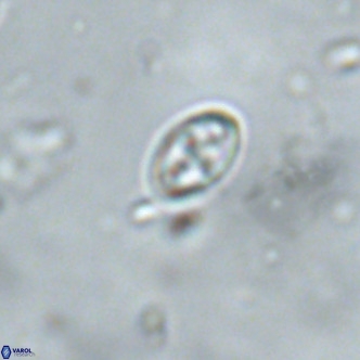 Neochiastozygus alabamaensis 1922