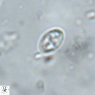 Neochiastozygus alabamaensis 1922