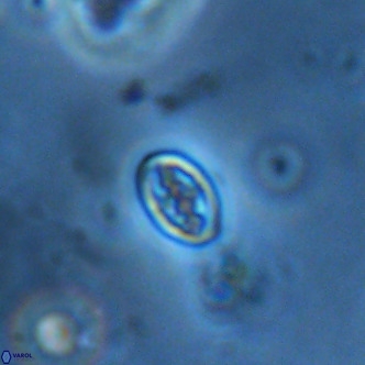 Neochiastozygus alabamaensis 1926