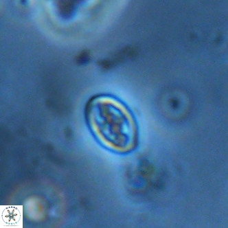 Neochiastozygus alabamaensis 1926