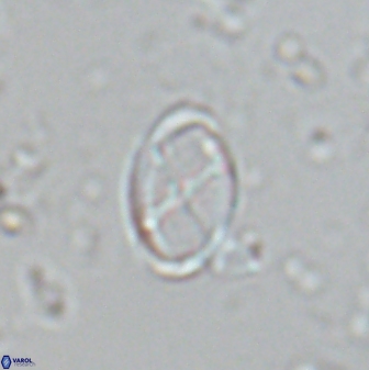 Neochiastozygus gammation 24694