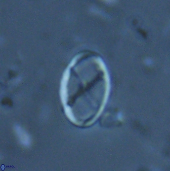 Neochiastozygus gammation 24695