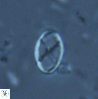 Neochiastozygus gammation 24695
